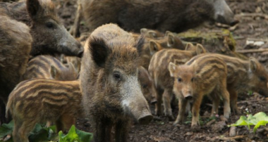 Wildschweine