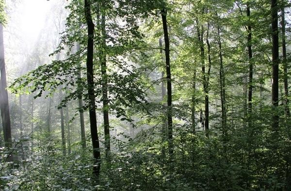 Forstwirtschaft - ein Handlungsfeld der Klimaanpassung